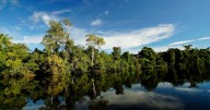 Bosques amazónicos: clave en la salud indígena y la reducción de enfermedades, ¿en qué aportan?