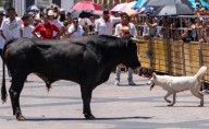 Activistas exigen justicia para “Nube”, perrita que murió corneada por un toro en Aguascalientes; piden cancelar pamplonadas