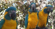Los loros pueden imitar lo que otros de su especie aprenden, una habilidad solo vista en humanos