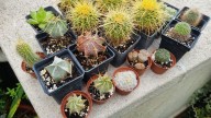 Cactus y otras plantas que lo parecen y no lo son