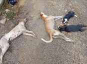 Consternación por el envenenamiento de perros en Coro