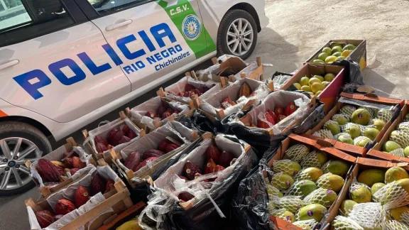 Decomisan frutas tropicales y hojas de coca en un control sobre Ruta 22