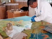 Restauran mural de Miguel Covarrubias; resultó dañada desde el sismo de 1985