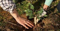 Caretakers of the land dig into ecosystem challenges