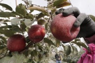 Washington remains top apple producer; harvest conditions favorable