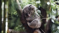Australia lanza la primera vacuna del mundo para salvar a los koalas de la clamidia