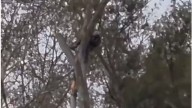 Bomberos de Pilar rescataron a un podador que no podía bajar de un árbol
