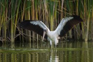 Wildlife Window: The wood stork stood out like the celebrity it is