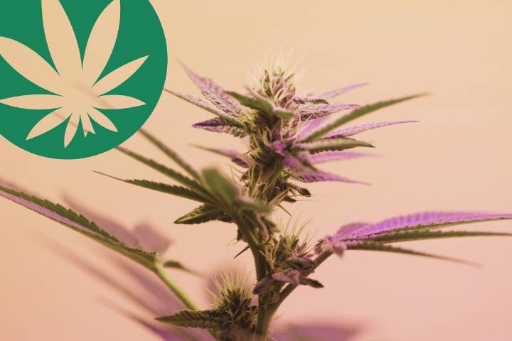 Washington State's 20 Best Cannabis Shop Names