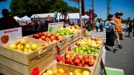 U-pick orchards to visit in Henderson County this fall