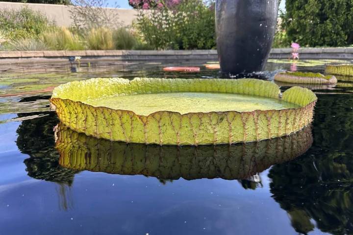 Botanic Gardens Film Giant Lily Pads Holding Over 180 lbs. in Annual ‘Water Lily Weigh Off’