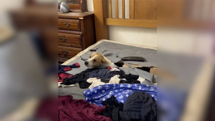 Missouri Rescuers Save Dog, Then Stumble Upon Another Furry Surprise Inside Mattress