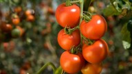 Sindicatos y patronal acuerdan y firman el nuevo Convenio Colectivo del Manipulado y Envasado del Tomate Fresco
