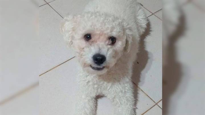 Se perdió Coco, un caniche blanco: su familia lo busca con desesperación