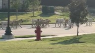 Godley residents alarmed by growing pack of roaming dogs