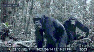UC Berkeley drunken monkey hypothesis
