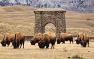 En Yellowstone, los bisontes migratorios reavivan un paisaje