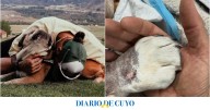 El conmovedor video de Lewis Hamilton por la muerte de Roscoe, la mascota más querida de la Fórmula 1