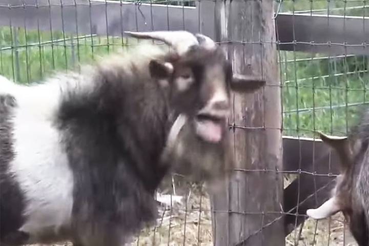 Authorities Respond to Call About a Screaming Woman, Find a Screaming Goat