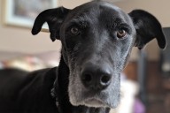 Great Dane's Reaction to Owner Taking a Bath Leaves Internet in Stitches