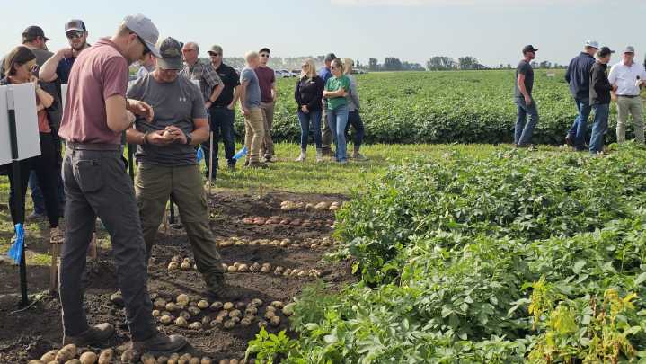 Hoople farmers showcase seed potato varieties in visit with Agristo leadership
