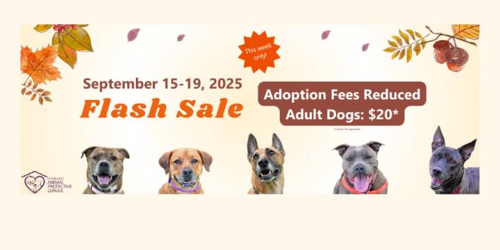‘FULL’ Cleveland APL reduces adoption fees for adult dogs to $20
