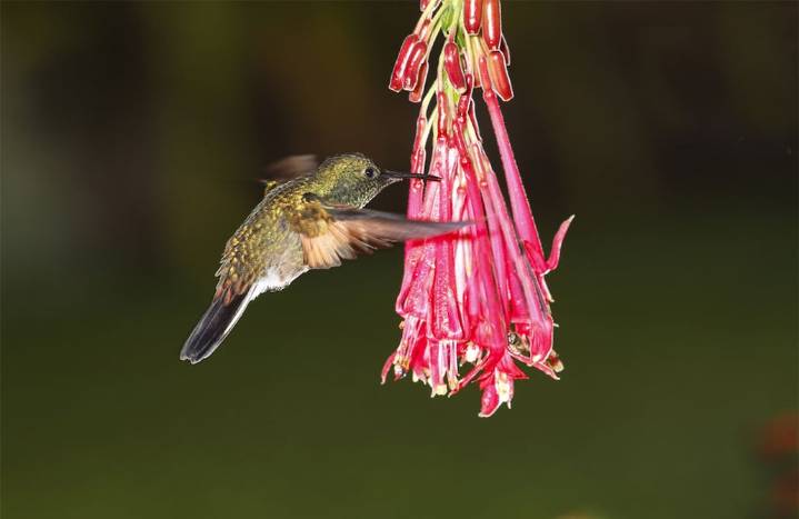 Barba de Júpiter: la planta floral que atrae colibríes a tu jardín durante el otoño y el invierno