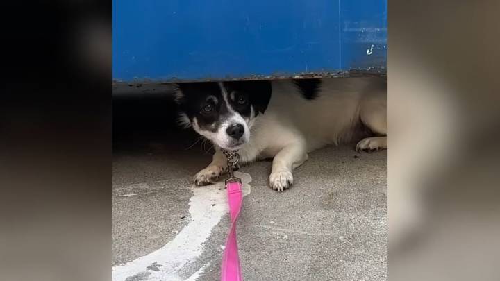 California Dog Who Trembled With Fear And Hid In Corners Finally Learns That Love Was Worth Waiting For