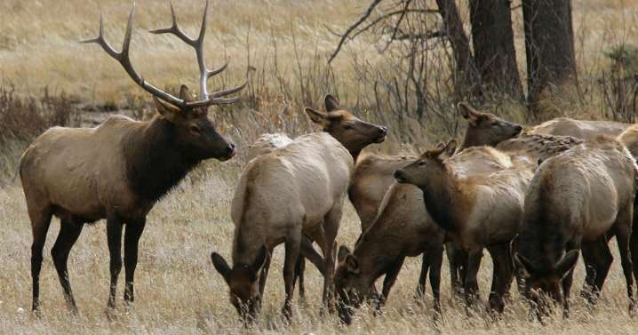 Search underway to find two missing elk hunters in Conejos County