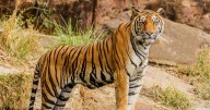 Caretaker killed by tiger at wildlife preserve in southeastern Oklahoma