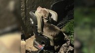 Texas Pup Labeled Dangerous In The Night Leads An Officer To A Heart