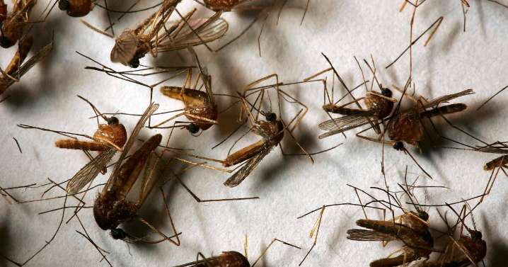 LA County ID’s four human cases of West Nile virus, a first for the region this year