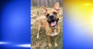 Pet of the Week: Oda