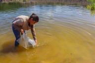 Sinaloa repuebla la presa Guillermo Blake con 1.8 millones de alevines de tilapia