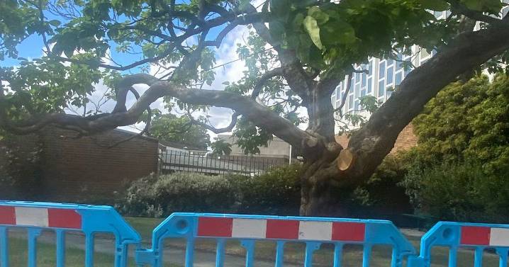 Beloved Coventry city centre tree has limb lopped off