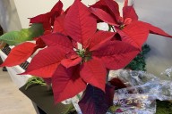 Mennonite Woman Shocked that Her Poinsettia Survived Until Christmas this Year