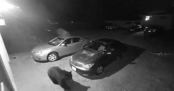 Bear spotted in Colorado Springs Sunday night, reminder to be 'bear aware'
