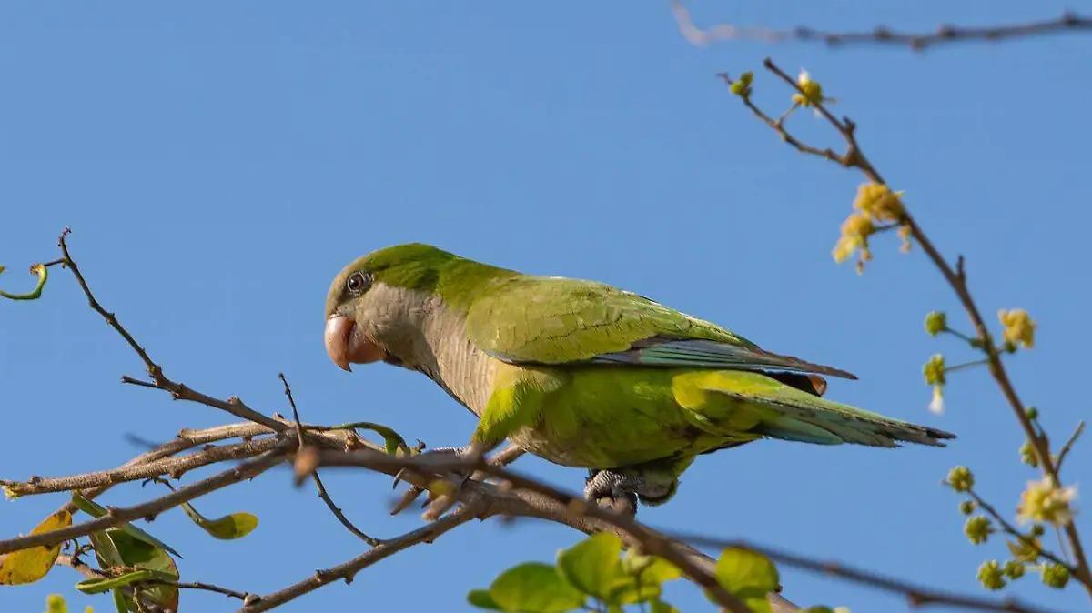 Perico monje argentino: de mascota exótica a especie invasora en el sur de Tamaulipas