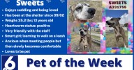 Pet of the Week: Sweets