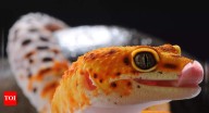 Some geckos don’t have legs! Discover other fascinating facts about geckos