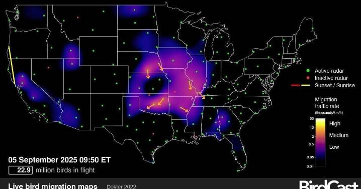 Radar maps track real-time bird migration at night