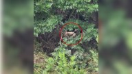 Texas Guardian Dog Trapped In Gully For 16 Hours Leaves Owner Fearing The Worst