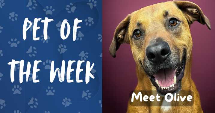 Pet of the Week: Meet Olive!