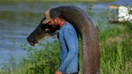 El pez gigante del Amazonas usado para hacer prendas de lujo y el fuerte reclamo de los pescadores