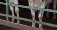 Bad checks for cows: Northern Michigan man faces fraud charges