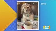 Zeus enjoys his morning coffee