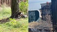 Pennsylvania Woman Risks Her Life To Rescue Dog From Oncoming Train