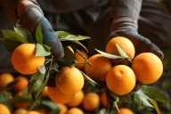 Florida encuentra en Brasil y México aliados para paliar su crisis de naranjas