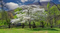 Common Diseases That May Be Plaguing Your Dogwood Tree (And How To Prevent Them)