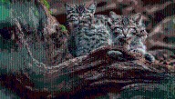 Domestic Cats Genetically Swamp Wildcat Populations. How? They Keep Making Hybrids
